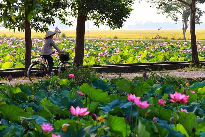 ハノイの蓮の花シーズン｜西湖で楽しむベトナムの夏の絶景・ハノイ市内観光オススメツアー・日本語ガイド付き